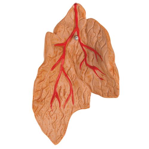 C&oelig;ur classique avec thymus, en 3 parties, 1000265 [G08/1], Mod&egrave;les c&oelig;ur et circulation