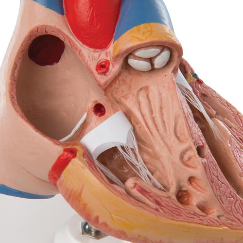 Timüslü Klasik Kalp Modeli, 3 parçalı - 3B Smart Anatomy, 1000265 [G08/1], Kalp ve Dolaşım Modelleri