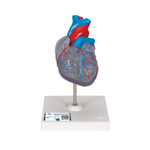 Coração clássico com sistema condutor, 2 partes, 1019311 [G08/3], Modelo de coração e circulação