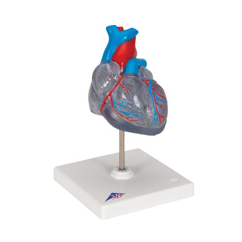 经典心脏与心传导系统模型，2 部分 - 3B Smart Anatomy, 1019311 [G08/3], 心脏和循环系统模型