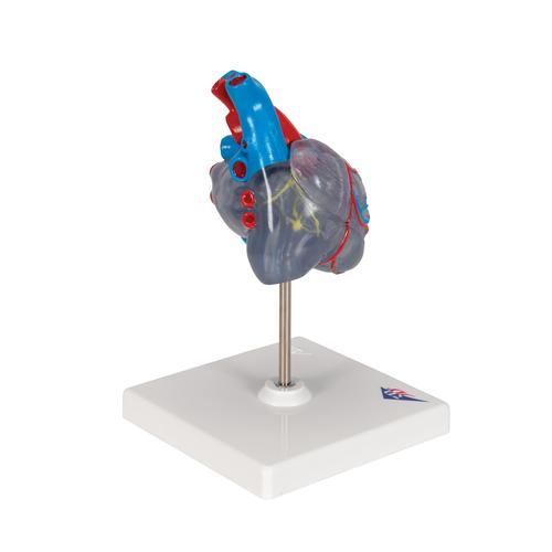 经典心脏与心传导系统模型，2 部分 - 3B Smart Anatomy, 1019311 [G08/3], 心脏和循环系统模型