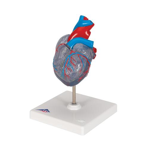 자극 전도 시스템이 있는 심장모형, 2-파트 Classic Human Heart Model with Conducting System, 2 part - 3B Smart Anatomy, 1019311 [G08/3], 심장 및 순환기 모형