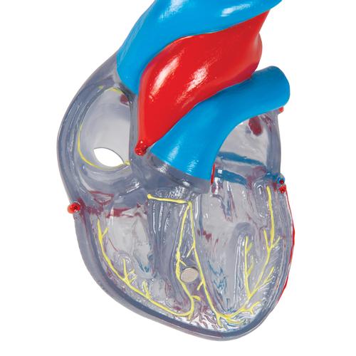 Corazón clásico con el sistema conductor, de 2 piezas - 3B Smart Anatomy, 1019311 [G08/3], Modelos de Corazón