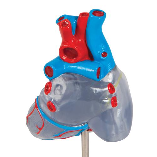 Cœur classique avec système de conduction de l’excitation, en 2 parties - 3B Smart Anatomy, 1019311 [G08/3], Modèles cœur et circulation