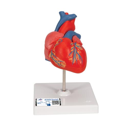 Herzmodell "Klassik", 2-teilig - 3B Smart Anatomy, 1017800 [G08], Herz- und Kreislaufmodelle