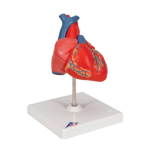 기본형 심장모형, 2-파트 Classic Human Heart Model, 2 part - 3B Smart Anatomy, 1017800 [G08], 심장 및 순환기 모형