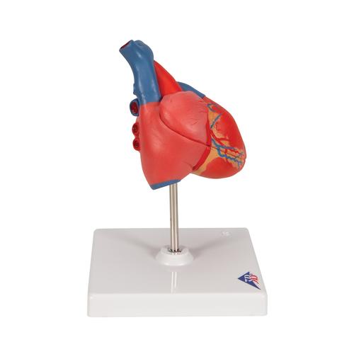 Coração clássico, 2 partes, 1017800 [G08], Modelo de coração e circulação