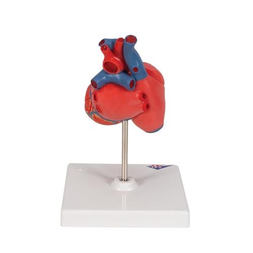 Cœur classique, en 2 parties - 3B Smart Anatomy, 1017800 [G08], Modèles cœur et circulation