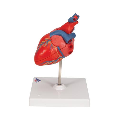 Classic Human Heart Model, 2 part - 3B Smart Anatomy, 1017800 [G08], Heart Health and Fitness Education