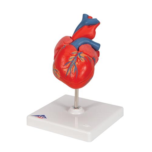 Corazones clásicos, en 2 piezas - 3B Smart Anatomy, 1017800 [G08], Educación sobre salud y fitness cardiacos