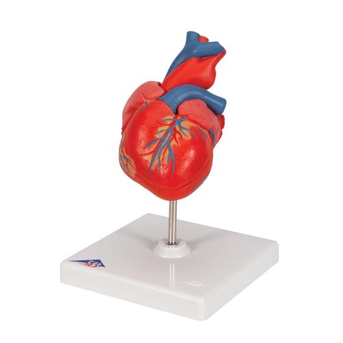 Corazones cl&aacute;sicos, en 2 piezas, 1017800 [G08], Modelos de Coraz&oacute;n