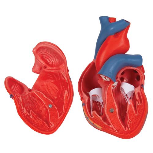 经典心脏模型，2部分 - 3B Smart Anatomy, 1017800 [G08], 心脏和循环系统模型