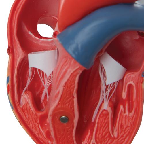 Corazones cl&aacute;sicos, en 2 piezas, 1017800 [G08], Modelos de Coraz&oacute;n