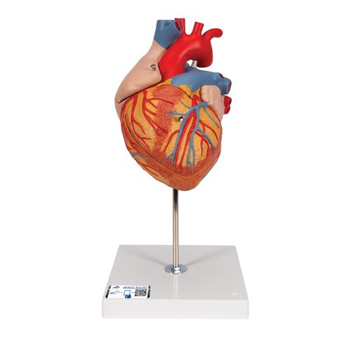Kalp, 2 kat büyütülmüş, 4 parçalı - 3B Smart Anatomy, 1000268 [G12], Kalp ve Dolaşım Modelleri