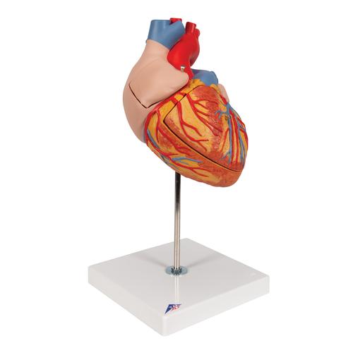 Modèle anatomique du cœur humain, agrandi 2 fois, en 4 parties - 3B Smart Anatomy, 1000268 [G12], Modèles cœur et circulation