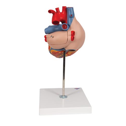Modèle anatomique du cœur humain, agrandi 2 fois, en 4 parties - 3B Smart Anatomy, 1000268 [G12], Modèles cœur et circulation