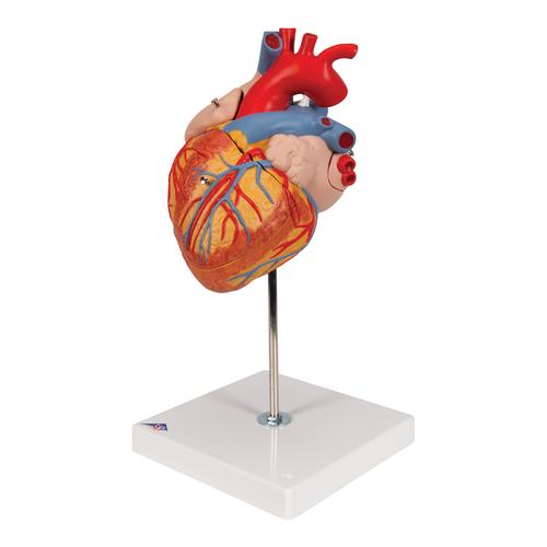 心脏模型，实物的2倍，4部分 - 3B Smart Anatomy, 1000268 [G12], 心脏健康和身体健康教育示意图