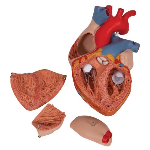 Kalp, 2 kat büyütülmüş, 4 parçalı - 3B Smart Anatomy, 1000268 [G12], Kalp ve Dolaşım Modelleri