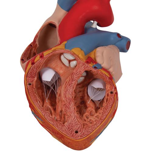 심장 모형, 2배 확대, 4 파트 분리 Heart, 2-times life size, 4 part - 3B Smart Anatomy, 1000268 [G12], 심장 및 순환기 모형