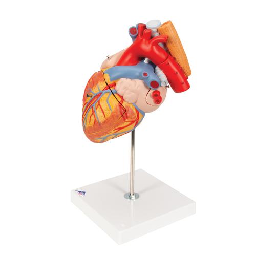 带有食管和气管的心脏模型，2倍真实大小，5部分组成 - 3B Smart Anatomy, 1000269 [G13], 心脏和循环系统模型