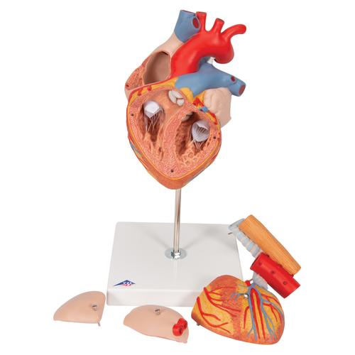 Human Heart Model with Esophagus and Trachea, 2 times Life-Size, 5 part - 3B Smart Anatomy, 1000269 [G13], Human Heart Models