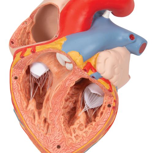 Coração com esôfago e traqueia, 2 vezes o tamanho natural, 5 partes, 1000269 [G13], Modelo de coração e circulação