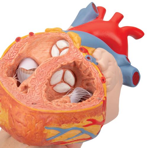带有食管和气管的心脏模型，2倍真实大小，5部分组成 - 3B Smart Anatomy, 1000269 [G13], 心脏和循环系统模型