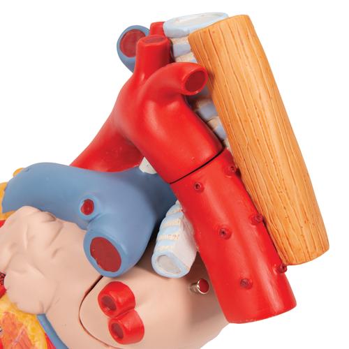 Cuore con trachea ed esofago, ingrandito 2 volte, in 5 parti, 1000269 [G13], Modelli di Cuore e Apparato Circolatorio