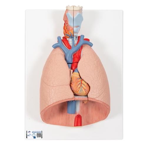 Modèle anatomique du poumon avec larynx, en 7 parties - 3B Smart Anatomy, 1000270 [G15], Modèles de poumons