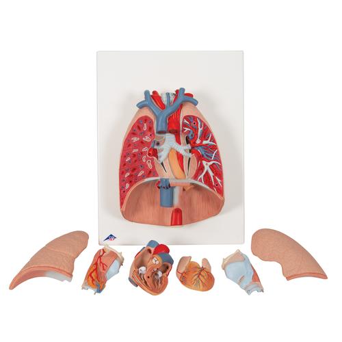 带咽喉肺模型，7部分 - 3B Smart Anatomy, 1000270 [G15], 肺模型