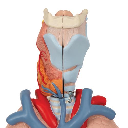 Lungenmodell mit Kehlkopf, 7-teilig - 3B Smart Anatomy, 1000270 [G15], Lungenmodelle