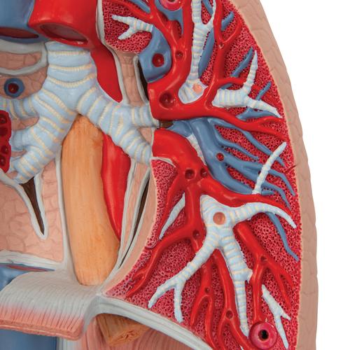 Modèle anatomique du poumon avec larynx, en 7 parties - 3B Smart Anatomy, 1000270 [G15], Modèles de poumons