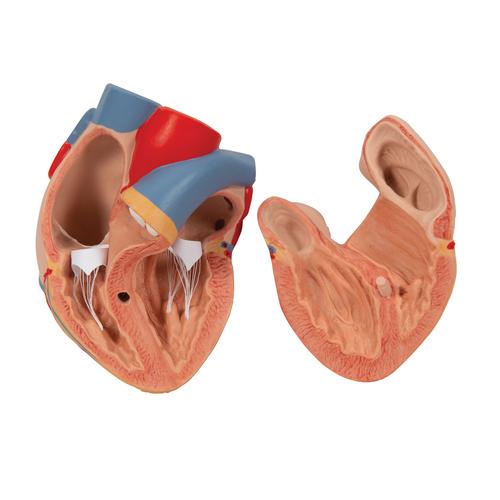 带咽喉肺模型，7部分 - 3B Smart Anatomy, 1000270 [G15], 肺模型