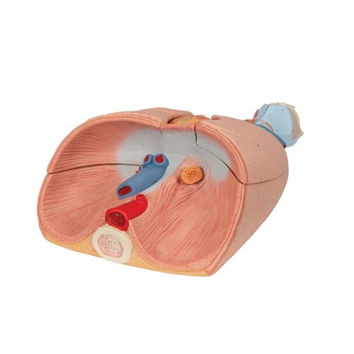 Human Lung Model with Larynx, 7 part - 3B Smart Anatomy, 1000270 [G15], Lung Models