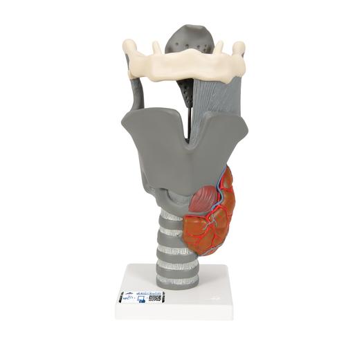 Functional Larynx Model, 2.5 times Full-Size - 3B Smart Anatomy, 1013870 [G20], Ear Models