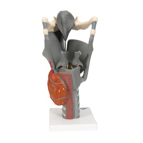 Functional Larynx Model, 2.5 times Full-Size - 3B Smart Anatomy, 1013870 [G20], Ear Models