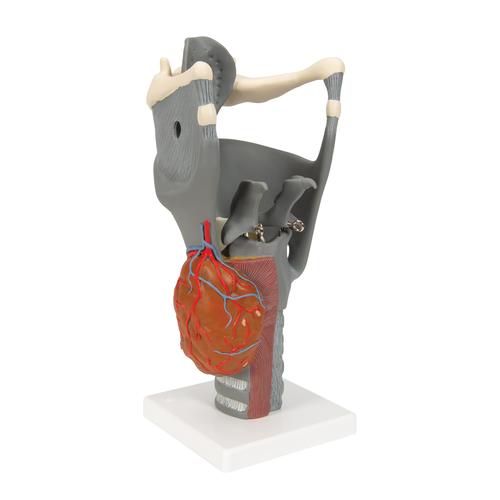 Funktionsmodell Kehlkopf, 2,5-fache Größe - 3B Smart Anatomy, 1013870 [G20], Hals, Nase und Ohrenmodelle