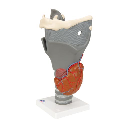 기능형 후두 모형 (2.5배) Functional Larynx Model, 2.5 times full-size, 1013870 [G20], 귀 모형