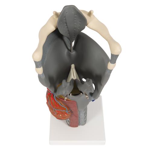 Modèle anatomique du larynx fonctionnel, agrandi 2,5 fois - 3B Smart Anatomy, 1013870 [G20], Modèles ORL
