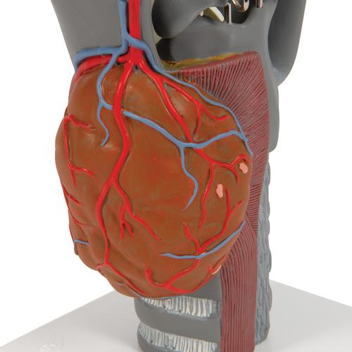 Modèle anatomique du larynx fonctionnel, agrandi 2,5 fois - 3B Smart Anatomy, 1013870 [G20], Modèles ORL