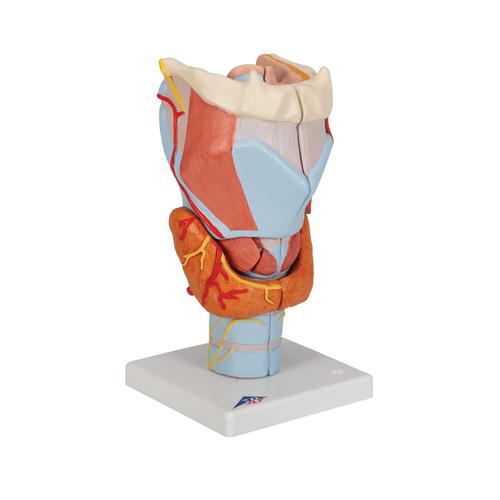 咽喉模型，实物的2倍，7部分 - 3B Smart Anatomy, 1000272 [G21], 耳鼻喉模型