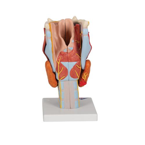 후두 모형 (2배, 7파트) Larynx Model, 2 times full-size, 7 part - 3B Smart Anatomy, 1000272 [G21], 귀 모형