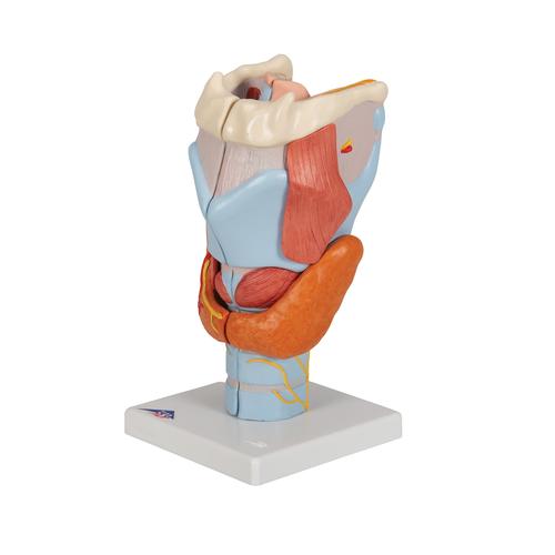 후두 모형 2배확대 7-파트 Larynx Model, 2 times full-size, 7 part - 3B Smart Anatomy, 1000272 [G21], 귀 모형