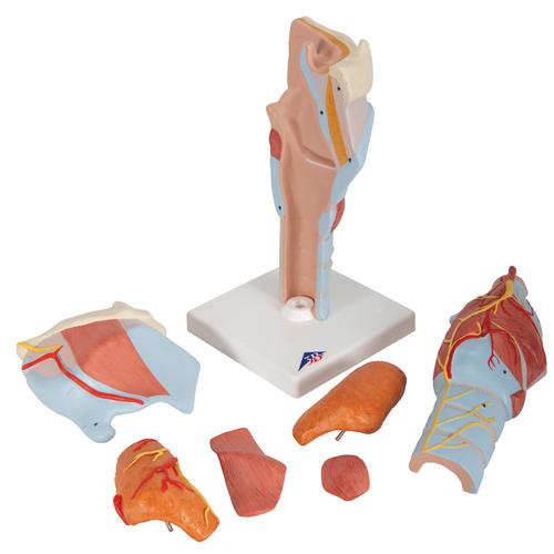 Human Larynx Model, 2 times Full-Size, 7 part - 3B Smart Anatomy, 1000272 [G21], Ear Models