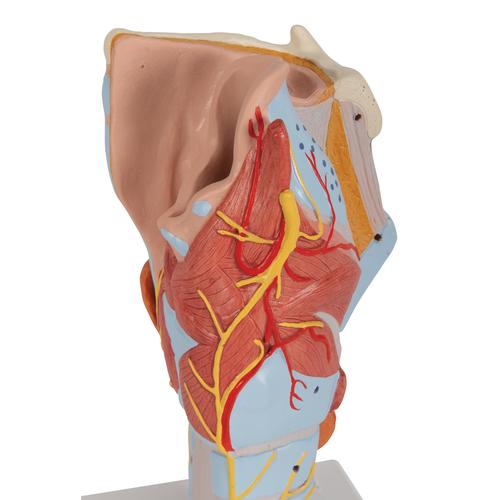 咽喉模型，实物的2倍，7部分 - 3B Smart Anatomy, 1000272 [G21], 耳鼻喉模型