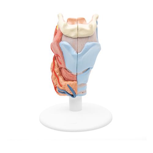 咽喉模型，2部分 - 3B Smart Anatomy, 1000273 [G22], 耳鼻喉模型