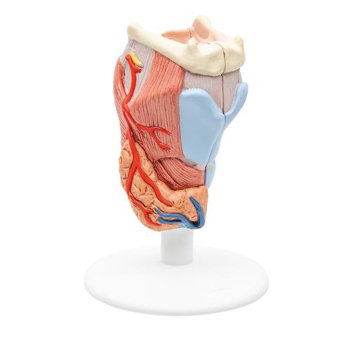Модель гортани, 2 части - 3B Smart Anatomy, 1000273 [G22], Модели уха, горла, носа