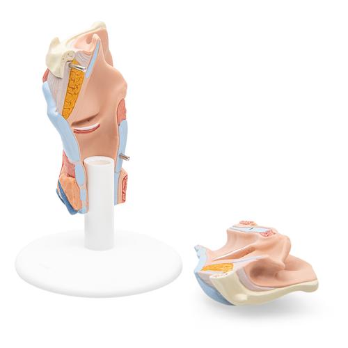 咽喉模型，2部分 - 3B Smart Anatomy, 1000273 [G22], 耳鼻喉模型