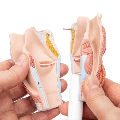 Модель гортани, 2 части - 3B Smart Anatomy, 1000273 [G22], Модели уха, горла, носа