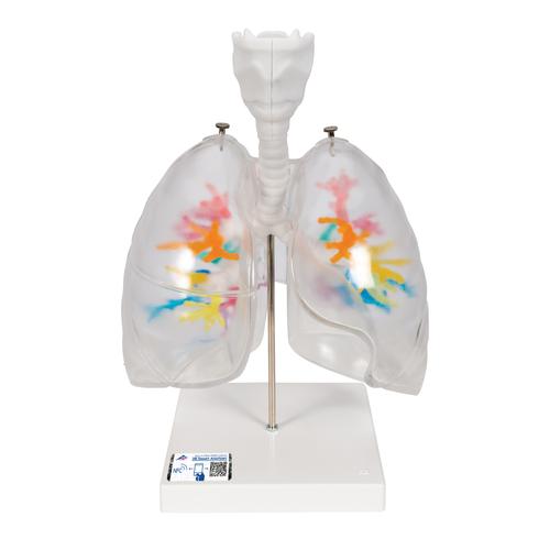 Gége, hörgő elágazódásokkal átlátszó tüdőben - 3B Smart Anatomy, 1000275 [G23/1], Tüdő modellek